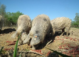 Europski agronomi oduševljeni hrvatskim projektom očuvanja turopoljske svinje
