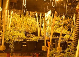 Improvizirani laboratorij u kući u Zaprešiću: Uz 230 stabljika marihuane pronašli i kokain