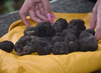 U lovu na turopoljske tartufe: Lug obiluje ovim crnim blagom koji postaje nova turistička atrakcija cijele županije
