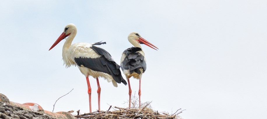 FOTO Obiljeavamo Dan roda ptica koje su simbol ouvanih FOTO Obiljeavamo Dan roda ptica koje su simbol ouvanih