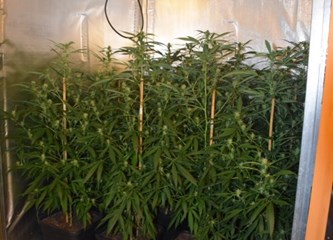 U Donjem Stupniku otkrivena četiri laboratorija za uzgoj i prodaju marihuane: Evo što je sve policija pronašla !